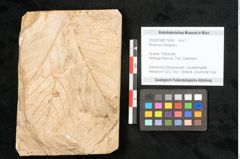 Foto (Objekt + Etikett) von Rhamnus frangula L. (NHMW-GEO-2024-0188-11624)